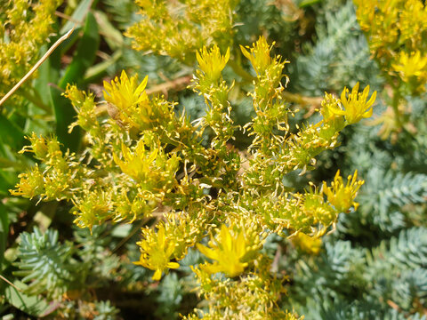 goldmoss stonecrop also mossy stonecrop (in german Scharfer Mauerpfeffer) Sedum acre