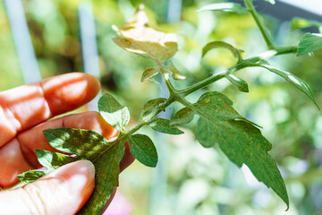 Tomato leaves affected by spider mites and aphids