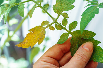 Tomato leaves affected by spider mites and aphids