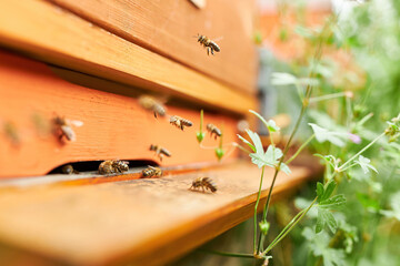 Honey bees at wooden entrance
