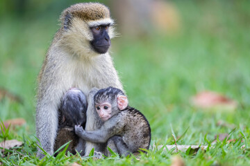 Green vervet monkey mother with baby