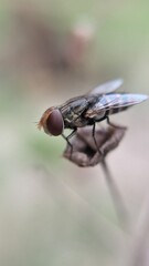 fly on a leaf