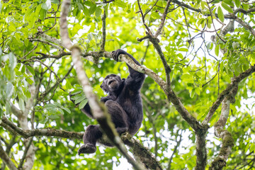 Fototapeta premium Chimpanzee in a tree