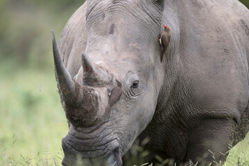 The white rhinoceros, white rhino or square-lipped rhinoceros (Ceratotherium simum) is the largest extant species of rhinoceros.