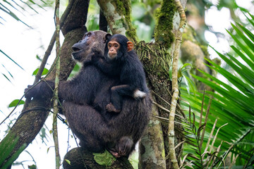 Chimpanzees female with baby