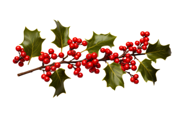 holly twig with red berries white background realistic high-quality photo studio shot PNG