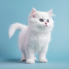 白い子猫(white cute cat)