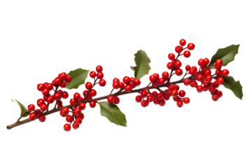 holly twig with red berries white background realistic high-quality photo studio shot PNG