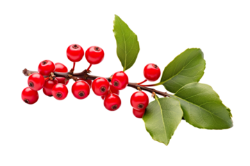 holly twig with red berries white background realistic high-quality photo studio shot PNG