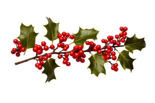 holly twig with red berries white background realistic high-quality photo studio shot PNG