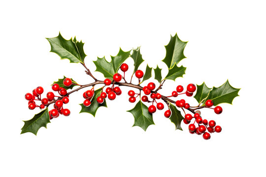 holly twig with red berries white background realistic high-quality photo studio shot PNG