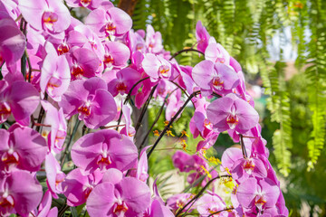 Pink orchid flower in botanical garden.