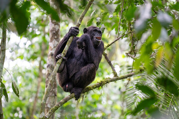 Chimpanzee in a tree