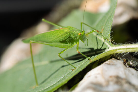 Vierpunktige sichelschrecke laubheuschrecken insekt langf&uuml;hlerschrecke 
phaneroptera nana close up detail isoliert auf blatt in der sonne gr&uuml;n 