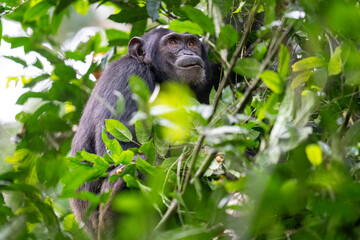 Chimpanzee in a tree
