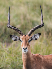 Impala closeup