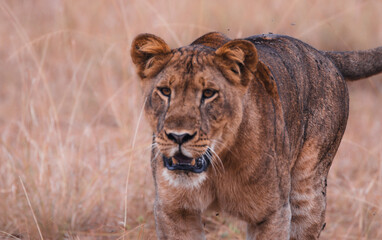 Naklejka premium Löwin close 