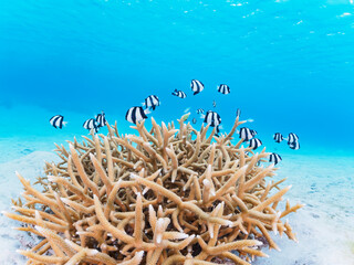 Fototapeta na wymiar 美しい白砂のビーチの可愛いサンゴに住む美しいミスジリュウキュウスズメダイ（スズメダイ科）の群れ他。日本国沖縄県島尻郡座間味村座間味島阿真ビーチにて。 2022年11月25日水中撮影。 