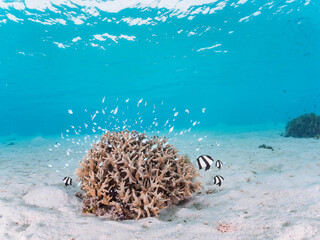 Fototapeta na wymiar 美しい白砂のビーチの可愛いサンゴに住む美しいデバスズメダイ（スズメダイ科）の群れ他。日本国沖縄県島尻郡座間味村座間味島阿真ビーチにて。 2022年11月25日水中撮影。 