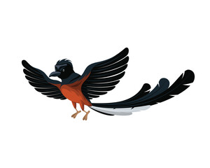 Copsychus malabaricus Murai bird vector flying illustration animal wings cartoon fly wing design wild birds animals