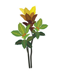 Codiaeum variegatum Puring plant leaf  nature tree flower branch spring summer flora garden plants blossom autumn fresh