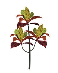 Codiaeum variegatum Puring plant leaf  nature tree flower branch spring summer flora garden plants blossom autumn fresh