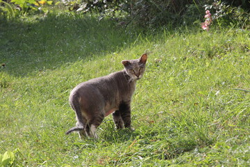 cat turning around when called