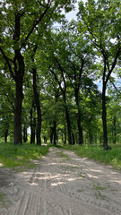 An oak grove in the summer and a country road.