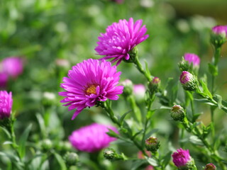Aster dumosus