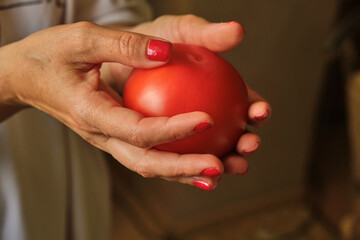 Close-up of a young woman's hand harvesting red juicy tomatoes. Picks a large tomato from a branch of a plant bush.