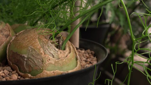 Exotic succulent plants. Closeup view of a Bowiea volubilis, also known as climbing onion, bulbs and green stems growing in a pot in the garden.