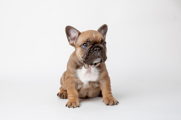 A charming French bulldog puppy sitting facing forward. He looks curiously into the camera Isolated on a white background.