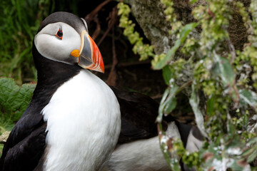 Naklejka premium Papageientaucher, Kormorane und Trottellummen von der Insel Lunga in Schottland. 
