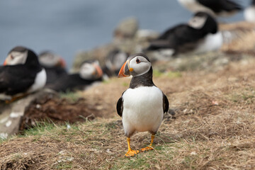 Papageientaucher, Kormorane und Trottellummen von der Insel Lunga in Schottland.
