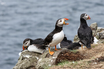 Papageientaucher, Kormorane und Trottellummen von der Insel Lunga in Schottland.
