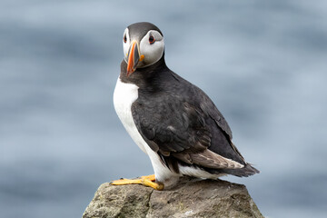 Papageientaucher, Kormorane und Trottellummen von der Insel Lunga in Schottland.

