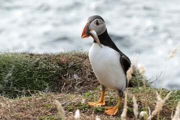 Papageientaucher, Kormorane und Trottellummen von der Insel Lunga in Schottland.
