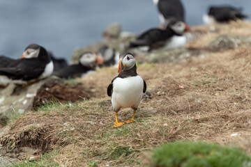 Papageientaucher, Kormorane und Trottellummen von der Insel Lunga in Schottland.
