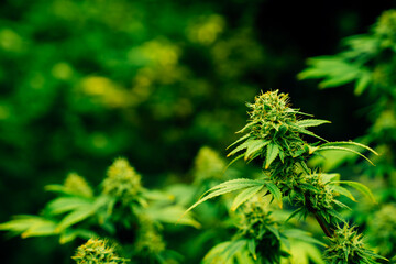 Close up of cannabis plants in a greenho ause. Marijuana leaves organic herb. Herbal alternative for medicine.