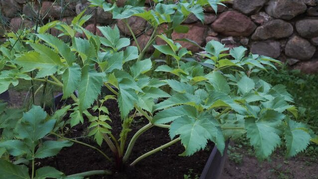 Garden angelica (Angelica archangelica) is commonly cultivated as a food plant and for herbal medicine. It's an impressive herb with edible roots, leaves, and stalks with diverse healing properties.