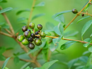 ligustrum vulgare