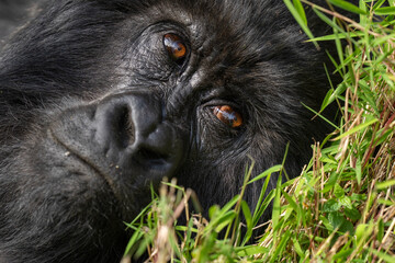 Mountain gorilla close up portrait © Staffan Widstrand