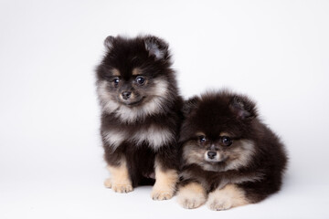 a group of cute fluffy pomeranian puppies on a white background, cute pet calendar