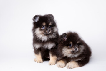 a group of cute fluffy pomeranian puppies on a white background, cute pet calendar