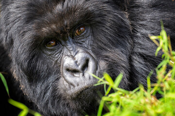 Obraz premium Mountain Gorilla silverback male close up portrait