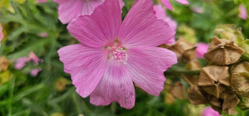 Fototapeta premium a bold pink flowering musk mallow (Malva moschata) in a meadow