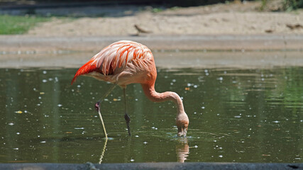 Pink flamingo looking for food