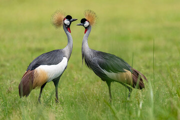 Grey Crowned crane