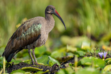 Hadada ibis - obrazy, fototapety, plakaty
