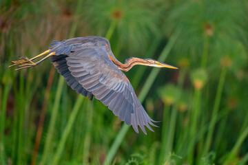 Purple heron